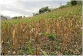 Experience helps to improve yields