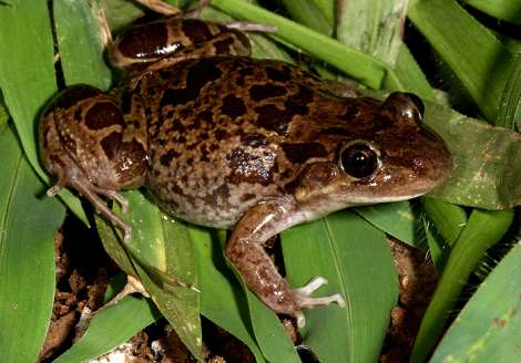 Vonetserana datya