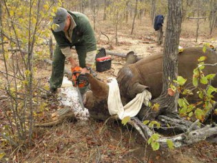 Dehorning rhinos to protect them from poachers (image courtesy of savetherhino.org)