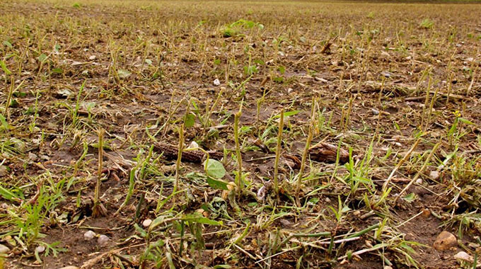 Pests destroy a third of Mozambique crops