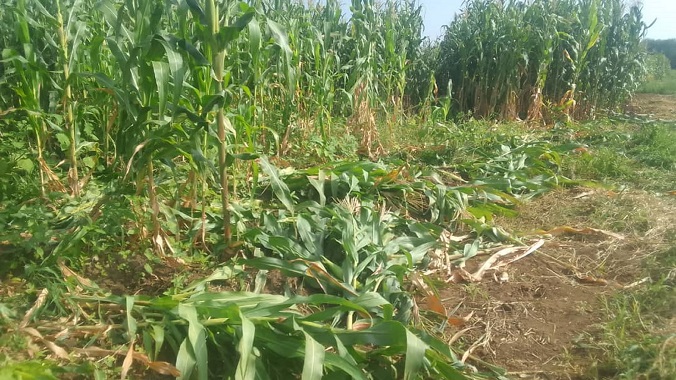 Elephants destroy maize crop in Beitbridge