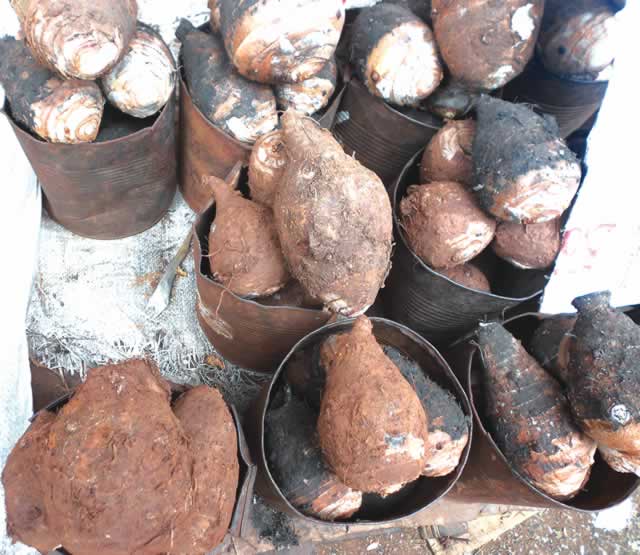 Zim needs strong resilience framework