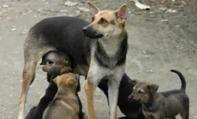Dogs need lots of love and time with people for them to stay happy and healthy