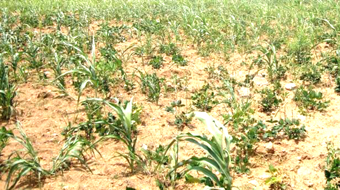 Midlands crop situation dire