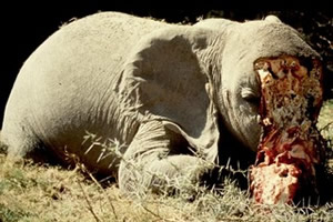 Poacher gets 16 months behind bars