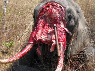 elephantpoaching
