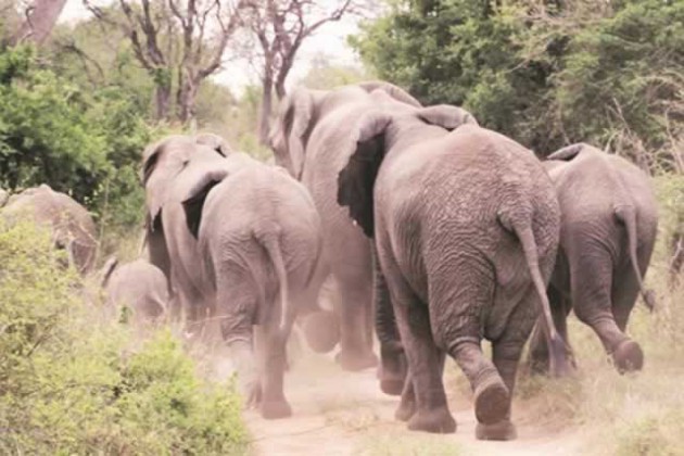 Elephants