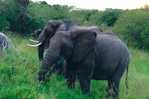 LATEST: Conservationists launch Presidential Elephants petition