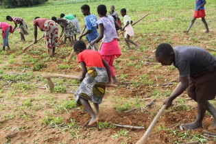Life on the farms is not a walk in the park, even children work hard for survival