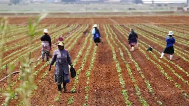 farm workers