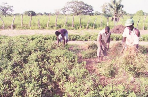 farming