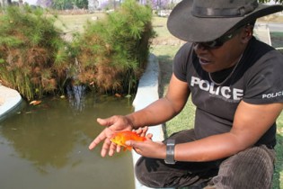 fish