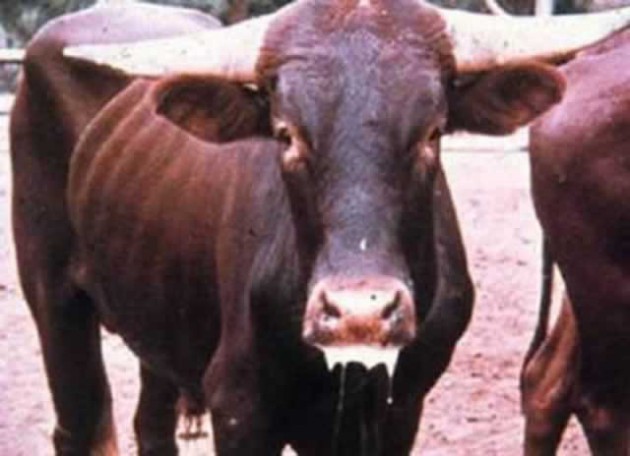 Cattle affected by the disease
