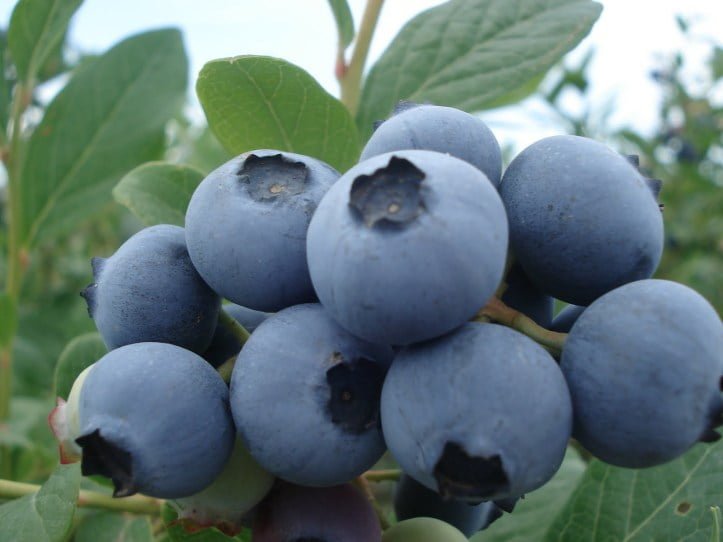 Zimbabwe becomes a global leader in blueberry export growth