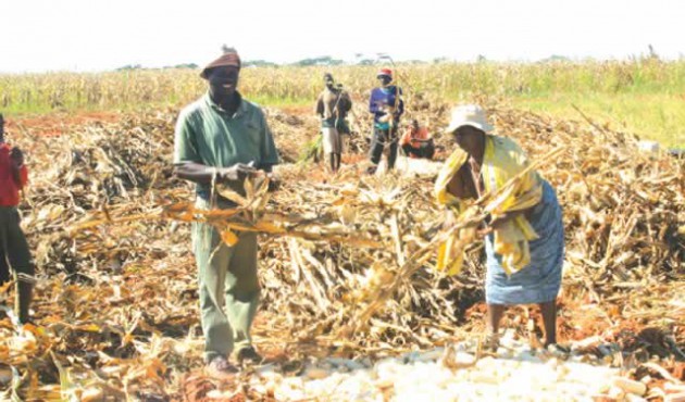 BUMPER HARVEST. . . The Government’s land reform policies have gone a long way in correcting land imbalances brought about by colonialism and championed by whites in the mould of Chisadza