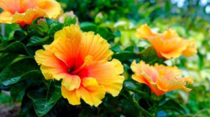 Hibiscus: Plant with nutritional, therapeutic qualities