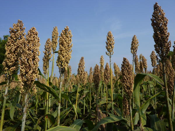 Shift to small grains, farmers urged