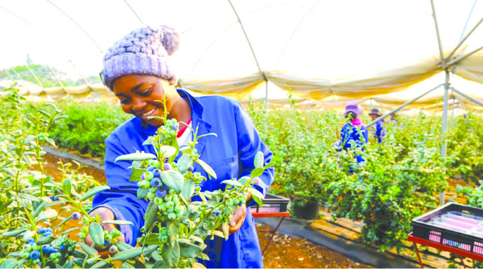 Zim horticulture in huge rebound