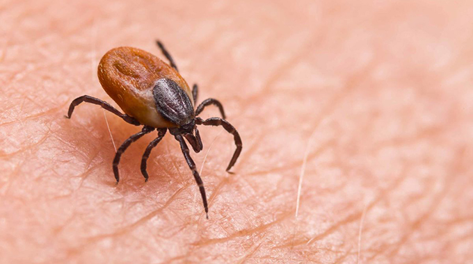 Fight against tick-borne diseases intensifies