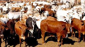 Lifeline for livestock in Mbire, Rushinga and Mt Darwin