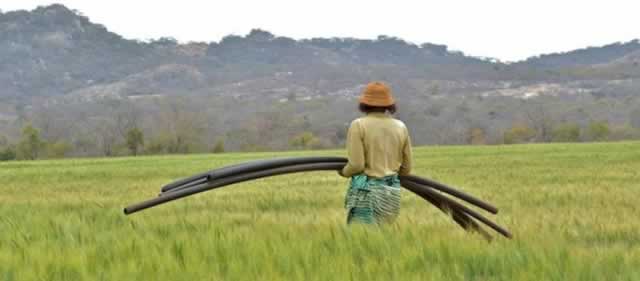 File photo . . . A member of the Ruti Irrigation Scheme is pictured during the watering of the wheat crop last year