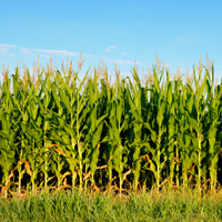 Revival plan for agric