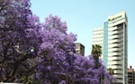 Jacaranda Festival bounces back