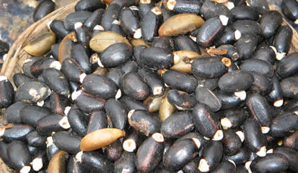 Little joy for jatropha growers