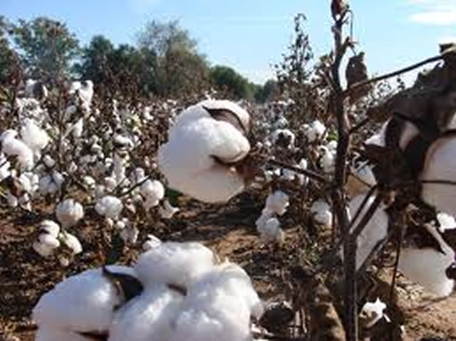 Cotton production minimum funding set