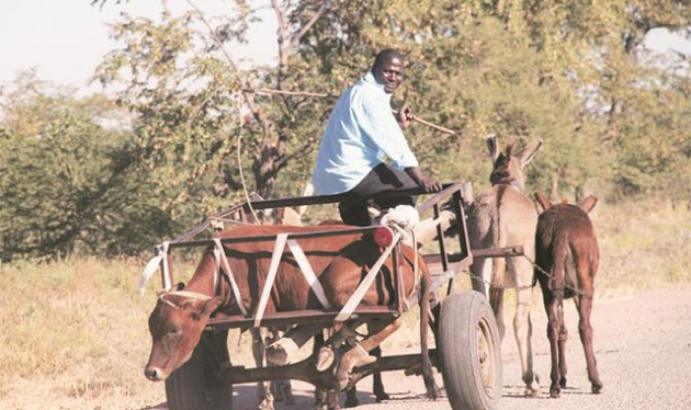 Mehluli Nkomo carries a beast on a scotch-cart drawn by four donkeys while on his way to pay the bride price for his wife in Sengwe,  Gokwe, recently. — Picture by Shelton Muchena