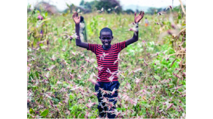 Migratory locusts threaten Sadc food security