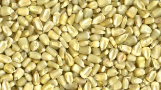 maize