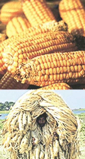 Africa has the potential to be not only self-sufficient but also to become a major food exporter to the rest of the world