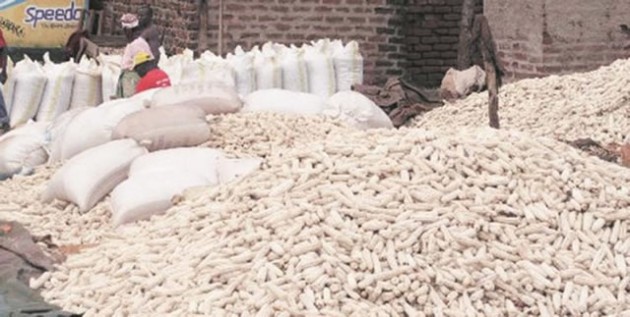 maize
