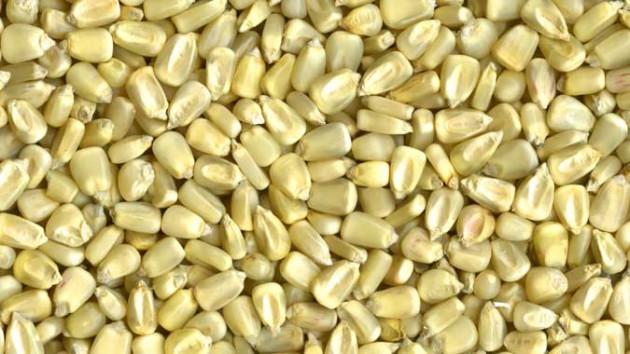 maize