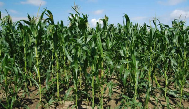 maize