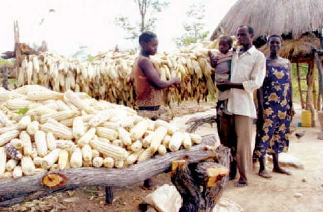 A family shows off its maize harvest. Late rains helped farmers salvage their yields ahead of the dry season