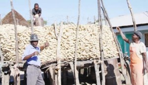 maize1