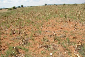 Food crisis looms