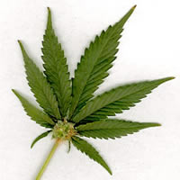 Song saves day for marijuana addict