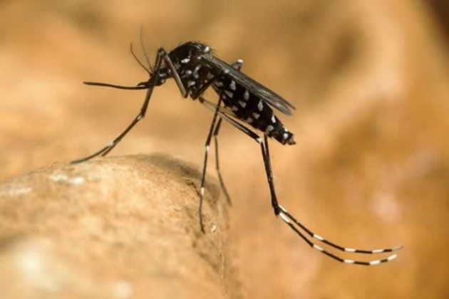 mosquitoe