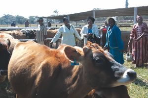 Nestle hands over 40 dairy cows