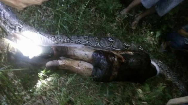 MAN SWALLOWED BY PYTHON
