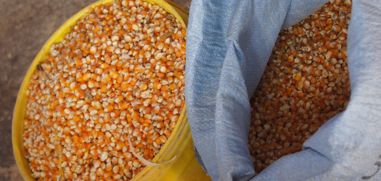 Chibage che’Orange’ chotora mukombe