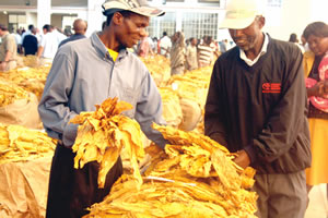 Tobacco sales open on high note