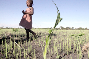 Armyworm outbreak in Chegutu