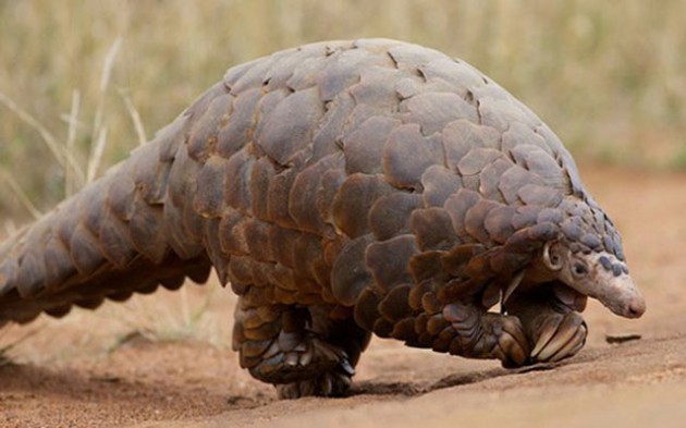 Pangolin