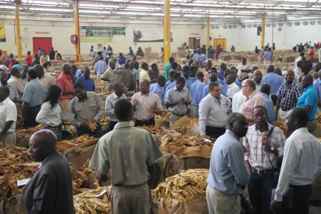 boka tobacco floors Tobacco farmers earn US$4,9m – herald
