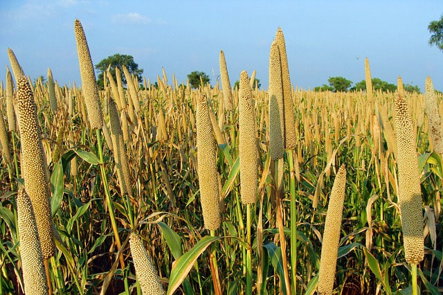 Traditional grains fast becoming the starch of choice