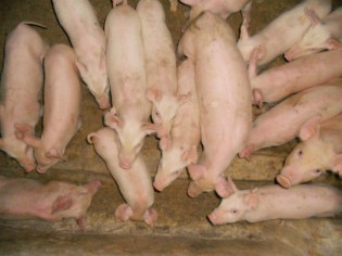 pigs